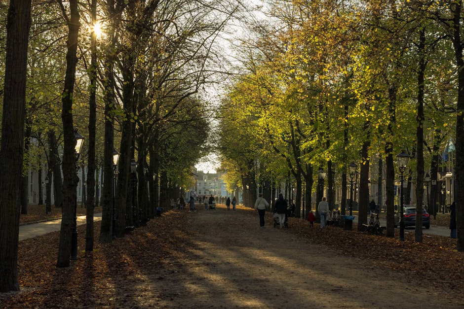 A wide, tree-lined street during late afternoon with sunlight filtering through the branches of tall trees, casting long shadows on the pathway covered in fallen leaves. Several pedestrians are walking along the sidewalk and the central dirt pathway, some accompanied by children or dogs. On the right side of the image, there are parked cars and lampposts evenly spaced along the pavement. The scene suggests a peaceful residential area in autumn. This setting illustrates the environment where house removals or relocation services by Man and Van Holland Park might take place, with the natural surroundings complementing the logistics of furniture transport and home relocation. The overall atmosphere is calm and organized, ideal for professional moving activities and packing operations that occur during house moves in the Holland Park W11 area near Holland Park station.