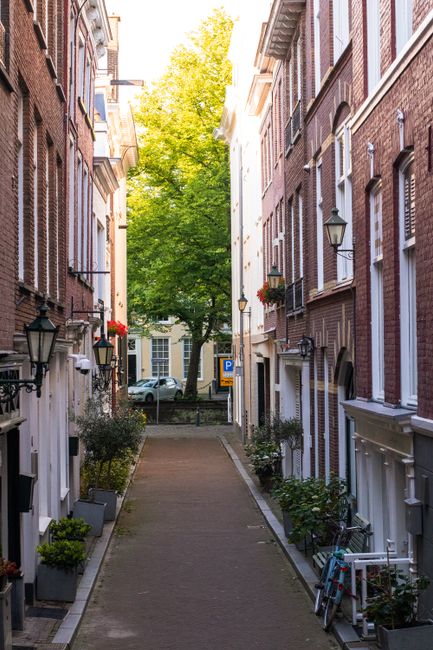 A narrow residential street in Holland Park lined with tall brick buildings on both sides, featuring black wrought-iron balconies and window boxes with red flowers. Potted plants and small shrubs are positioned along the pavement in front of the entrances. A large green tree with lush foliage stands at the end of the street, partially blocking the view. The scene is illuminated by natural daylight, highlighting the textured brick facades and decorative outdoor wall lamps. This setting illustrates typical urban surroundings where Man and Van Holland Park may conduct house removals or furniture transport, particularly when facing restrictions caused by narrow street access delaying home relocation logistics.