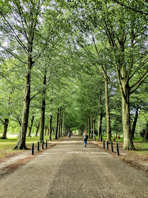A tree-lined pathway with tall, mature trees on both sides, their green leaves forming a dense canopy overhead. The path is wide and paved, with black bollards along the edges to separate pedestrian and vehicle areas. Several people are walking along the pathway, some carrying bags or small items, while others are strolling or standing. The scene is well-lit with natural daylight, suggesting a bright, clear day in a park or green space. This setting, typical of outdoor leisure areas, can be associated with the environment where relocations might begin or end, reflecting the transition from one home to another. The image exemplifies a peaceful, urban park environment that could be part of a home relocation process or a scenic route during furniture transport, supported by the professional removals company, Man and Van Holland Park.