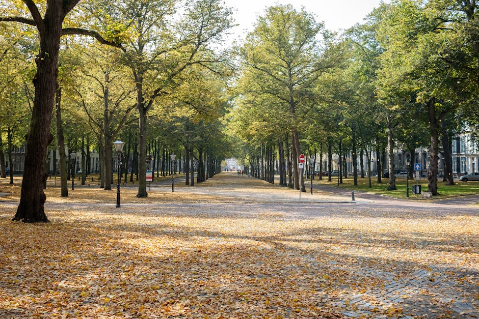 A tree-lined pathway with tall, mature trees on both sides, their green leaves forming a dense canopy overhead. The path is wide and paved, with black bollards along the edges to separate pedestrian and vehicle areas. Several people are walking along the pathway, some carrying bags or small items, while others are strolling or standing. The scene is well-lit with natural daylight, suggesting a bright, clear day in a park or green space. This setting, typical of outdoor leisure areas, can be associated with the environment where relocations might begin or end, reflecting the transition from one home to another. The image exemplifies a peaceful, urban park environment that could be part of a home relocation process or a scenic route during furniture transport, supported by the professional removals company, Man and Van Holland Park.